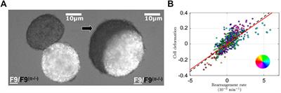 Adhesion regulation and the control of cellular rearrangements: From emulsions to developing tissues